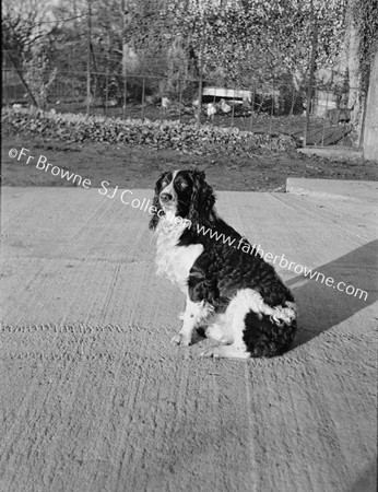 COCKER SPANIEL